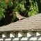 Mourning Dove standing onto top of a wooden shed.