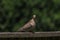 Mourning Dove Standing on Wooden Fence Staring at Camera