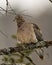 Mourning Dove Stock Photos. Close-up profile view perched with puffy feather plumage and a blur background in its environment and