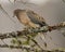 Mourning Dove Stock Photos. Close-up profile view perched with puffy feather plumage and a blur background in its environment and