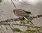 Mourning Dove Stock Photos. Close-up profile view perched with puffy feather plumage and a blur background in its environment and