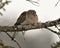 Mourning Dove Stock Photos. Close-up profile view perched with puffy feather plumage and a blur background in its environment and