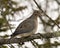 Mourning Dove Stock Photos. Close-up profile view perched with puffy feather plumage and a blur background in its environment and