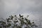 A mourning dove taking off from the top of a small tree