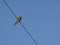 Mourning Dove on a Telephone Wire