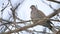 Mourning Dove turtledove bird bird Zenaida macroura on a tree branch