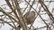 Mourning Dove turtledove bird Zenaida macroura on a tree branch