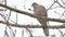 Mourning Dove turtledove bird Zenaida macroura on a tree branch bird