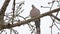 Mourning Dove turtledove bird Zenaida macroura on tree branch bird