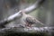 Mourning Dove Walking on Tree Branch II - Zenaida macroura