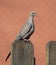 Mourning Dove on Wood Fence