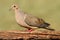 Mourning Dove (Zenaida macroura)