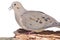 Mourning Dove Zenaida macroura