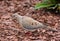 A Mourning Dove, Zenaida macroura, on the ground in a suburban garden