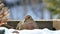 Mourning dove, Zenaida macroura, resting on snow