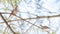 Mourning Doves, Turtle Doves Zenaida macroura on a tree branch.