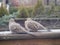 Mourning doves (zenaida macroura) resting on wooden deck