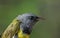 Mourning Warbler Close-Up
