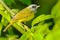 Mourning Warbler - Geothlypis philadelphia