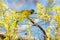 Mourning Warbler - Geothlypis philadelphia