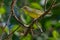 Mourning Warbler - Geothlypis philadelphia