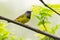 Mourning Warbler - Geothlypis philadelphia - on a branch, Ontario, Canada