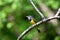 Mourning Warbler sits perched on a branch in a thicket