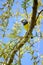 Mourning Warbler in Willow Tree, Toronto, Ontario