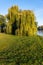 Mourning willow in early morning light