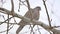 Mourningbird Dove turtledove bird Zenaida macroura on a tree branch