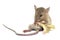 Mouse animal rat eating food scrapsbin isolated on White Background.