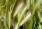 Mouse Barley Plant - Hordeum marinum