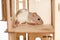 Mouse beige head, white hiding in a wooden house