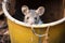 a mouse caught in a homemade bucket trap