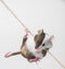 Mouse climbing on the rope