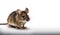 Mouse closeup on isolated white background