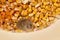 Mouse on corn