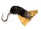Mouse crawling on a triangular piece of cheese top view