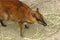 Mouse deer 2