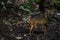 The mouse deer or Chevrotain is smallest deer