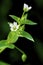 Mouse-ear Chickweed  37963
