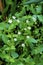 Mouse-ear Chickweed  38920