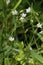 Mouse-ear Chickweed  807094