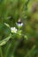 Mouse-ear Chickweed  807095