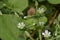Mouse Ear Chickweed White Flowers