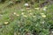 Mouse-ear Hawkweed