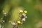 Mouse-ear hawkweed in bloom and seeds closeup view with green blurred background