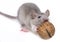 A mouse eating a nut
