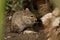 Mouse eating among rocks seen through grass