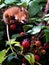 Mouse feasting on blackberries